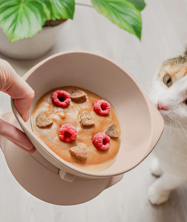 ne&no silikoninis pakeltas dubenėlis katei ergonominiam maitinimui